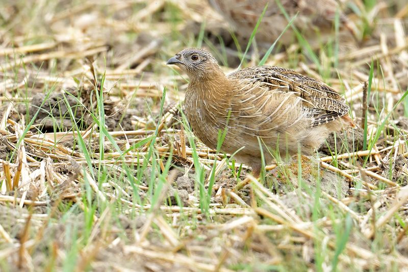 Grey Partridge (Perdix perdix)