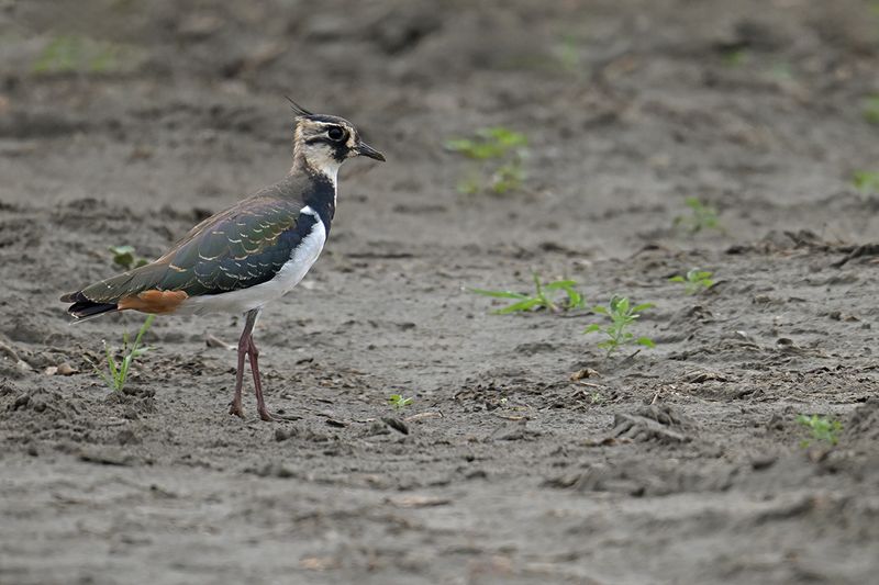 Northern Lapwing (Vanellus vanellus)