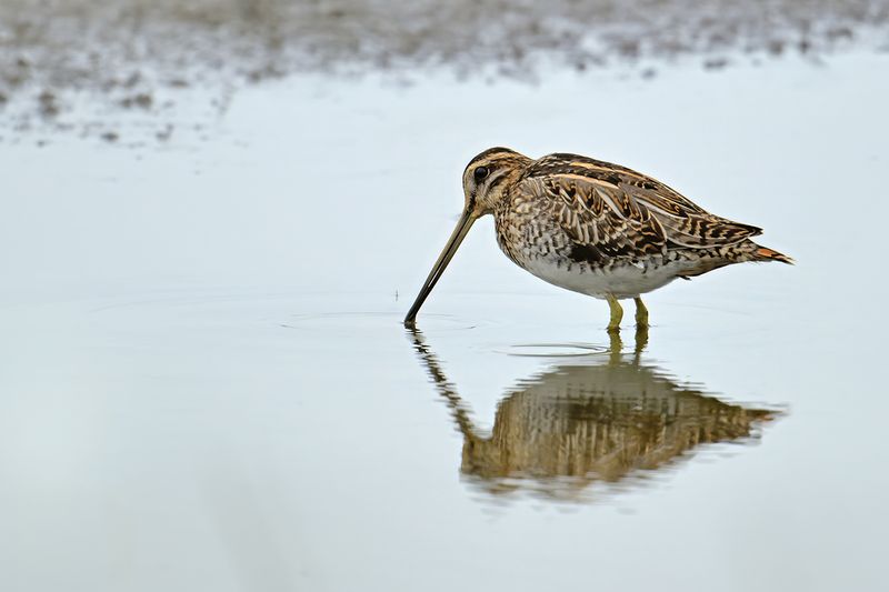 Common Snipe (Gallinago gallinago)