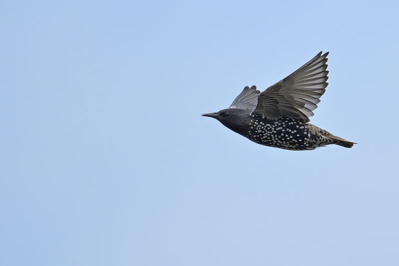 European Starling (Sturnus vulgaris)