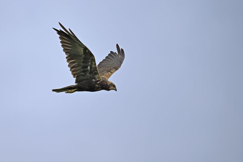 Western Marsh Harrier (Circus aeruginosus)