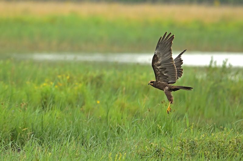 Western Marsh Harrier (Circus aeruginosus)