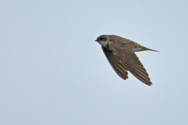 Sand Martin (Riparia riparia)