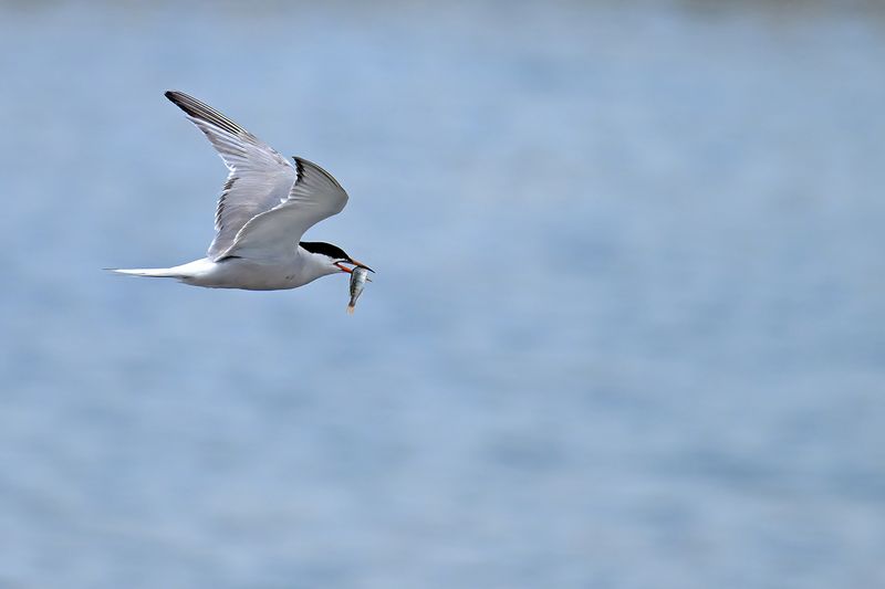 Common Tern (Sterna hirundo)