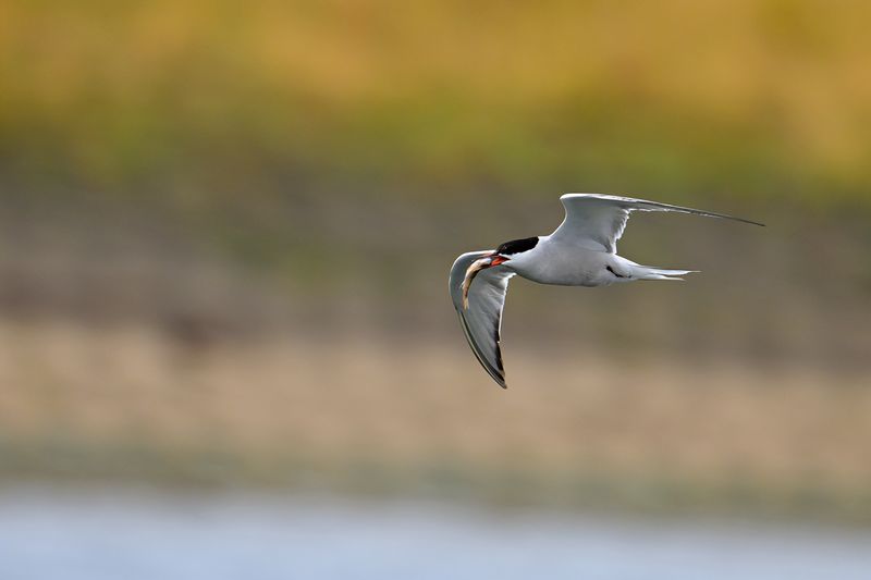 Common Tern (Sterna hirundo)