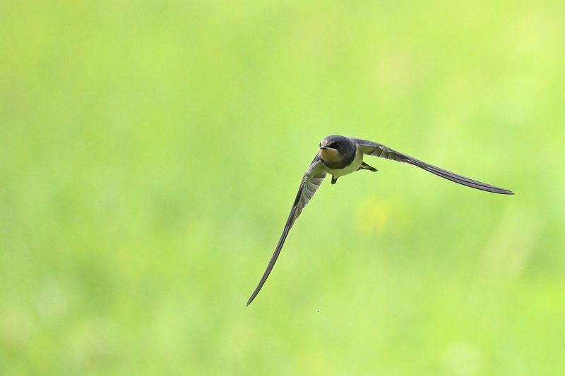 Barn Swallow (Hirundo rustica)