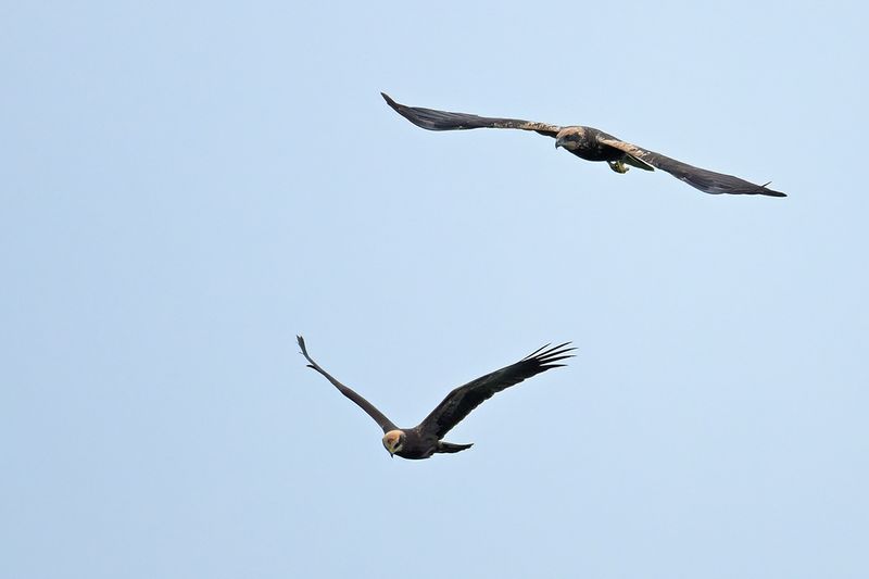 Western Marsh Harrier (Circus aeruginosus)