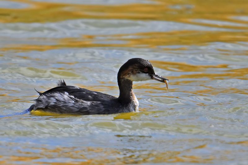 Black-necked Grebe (Podiceps nigricollis)