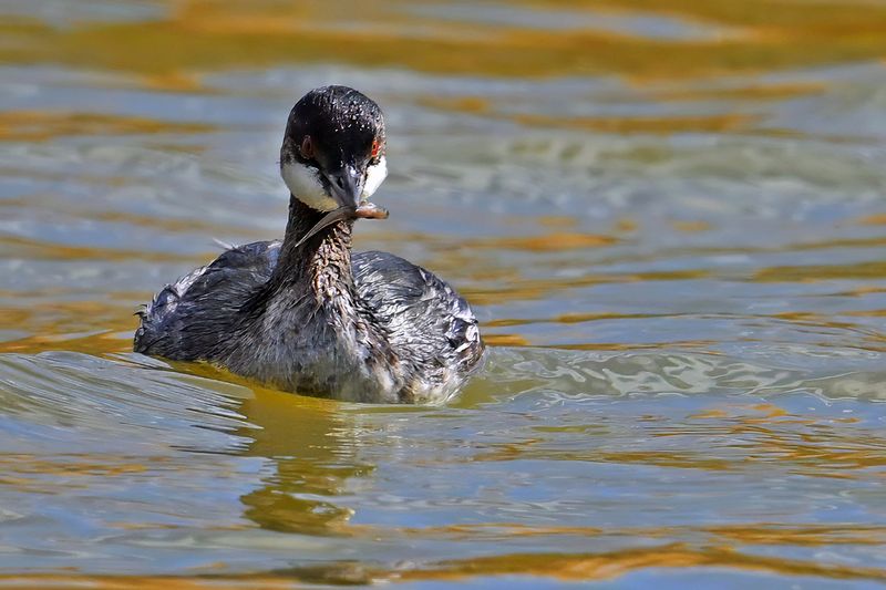 Black-necked Grebe (Podiceps nigricollis)