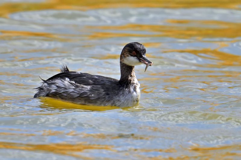 Black-necked Grebe (Podiceps nigricollis)