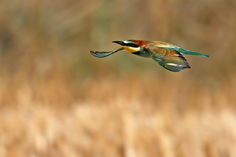 European Bee-eater (Merops apiaster)