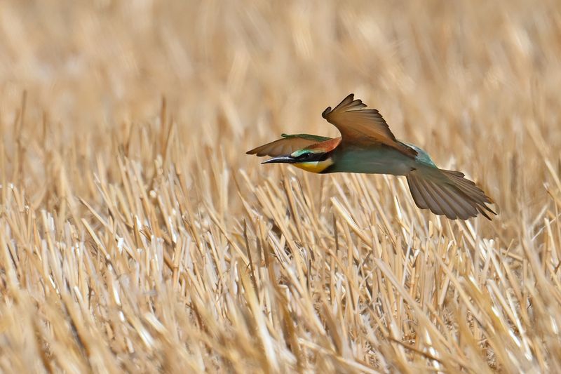 European Bee-eater (Merops apiaster)