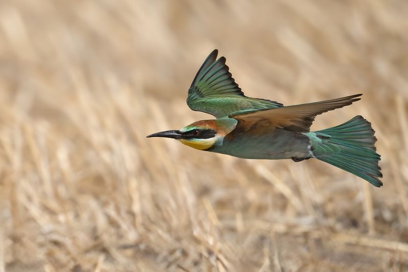 European Bee-eater (Merops apiaster)