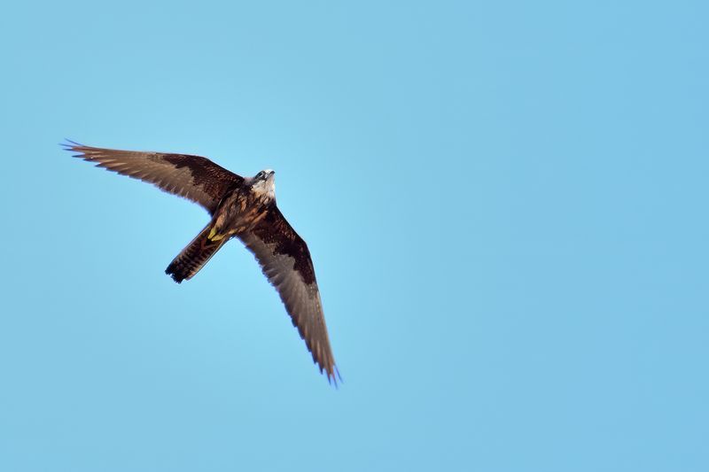 Eleonora's Falcon (Falco eleonorae)