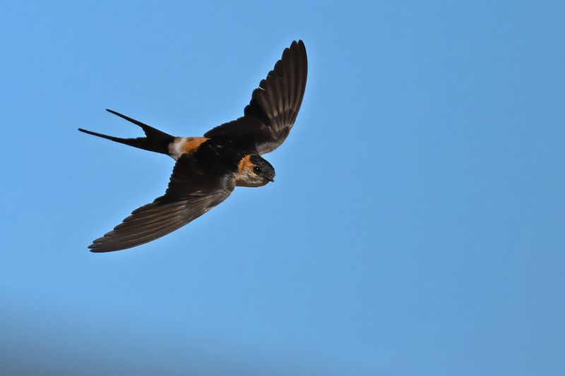 Red-rumped Swallow (Cecropis daurica rufula)