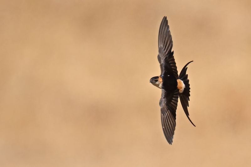 Red-rumped Swallow (Cecropis daurica rufula)