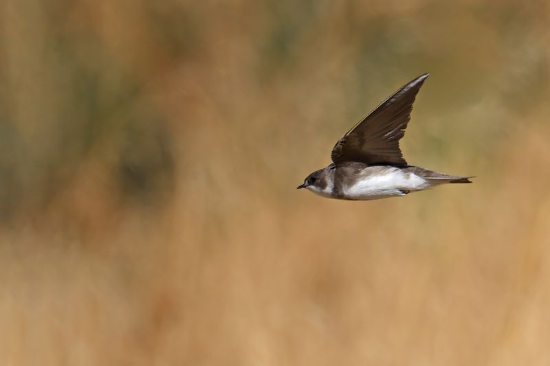Sand Martin (Riparia riparia)