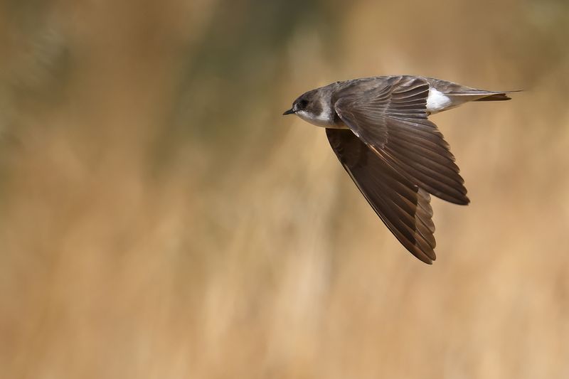 Sand Martin (Riparia riparia)