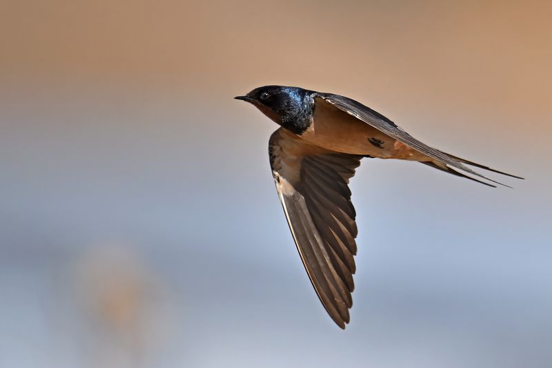 Barn Swallow (Hirundo rustica)
