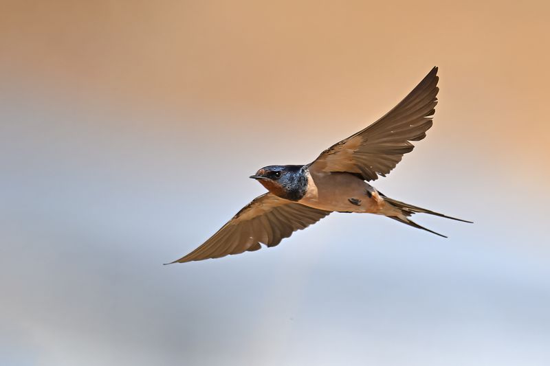 Barn Swallow (Hirundo rustica)