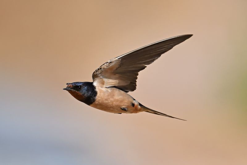 Barn Swallow (Hirundo rustica)