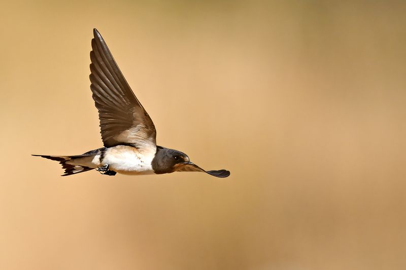 Barn Swallow (Hirundo rustica)