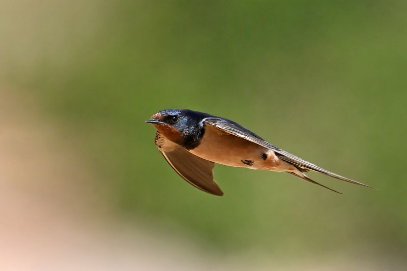 Barn Swallow (Hirundo rustica)