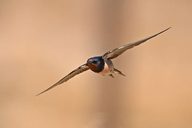 Barn Swallow (Hirundo rustica)