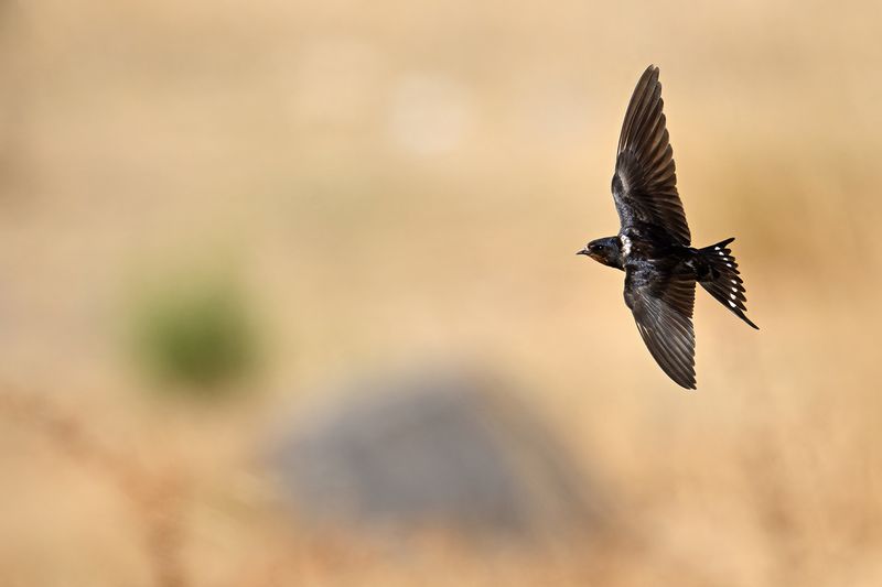 Barn Swallow (Hirundo rustica)