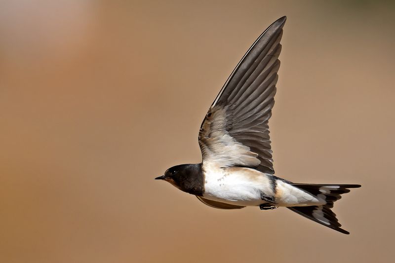 Barn Swallow (Hirundo rustica)