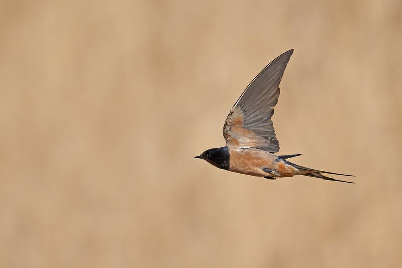 Barn Swallow (Hirundo rustica)