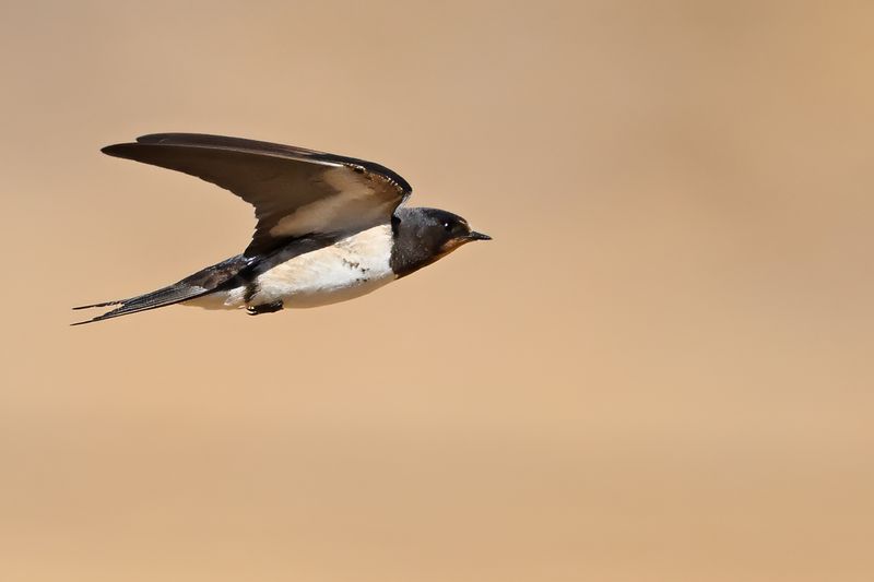 Barn Swallow (Hirundo rustica)