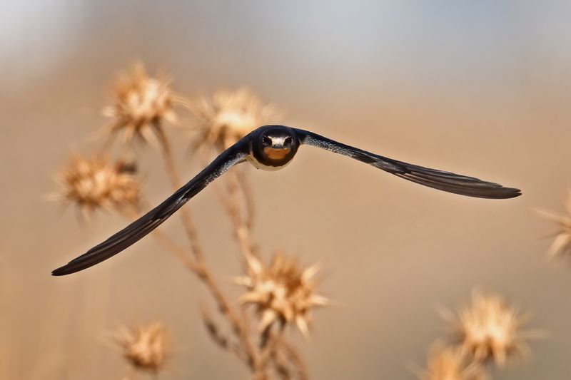 Barn Swallow (Hirundo rustica)