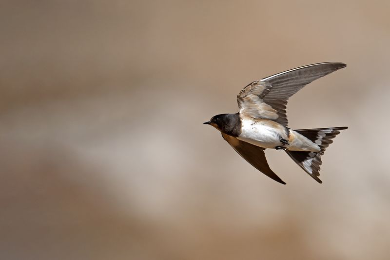 Barn Swallow (Hirundo rustica)