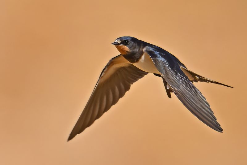 Barn Swallow (Hirundo rustica)