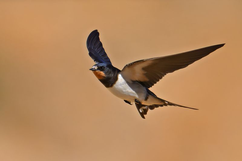 Barn Swallow (Hirundo rustica)