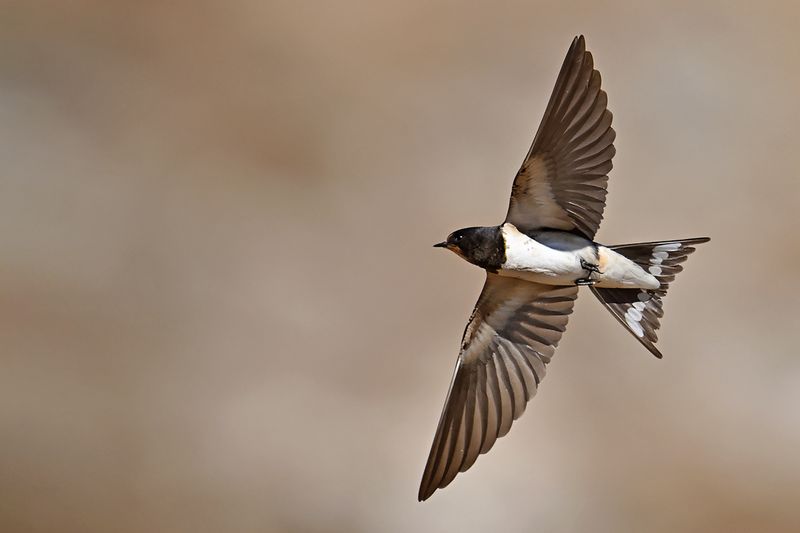 Barn Swallow (Hirundo rustica)