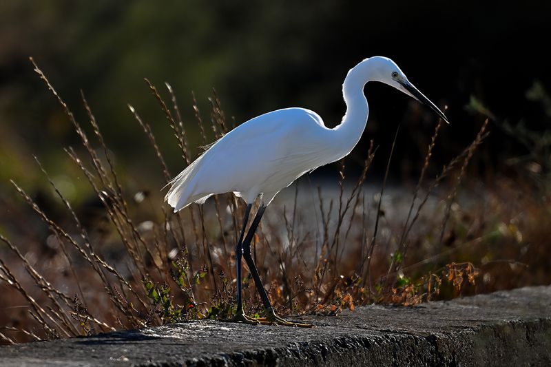Little Egret (Egreta garzetta)