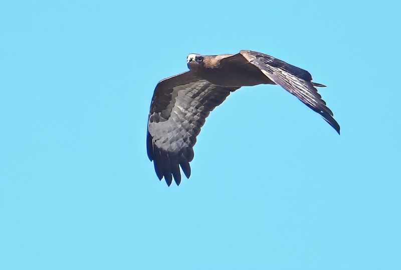 European honey buzzard (Pernis apivorus)
