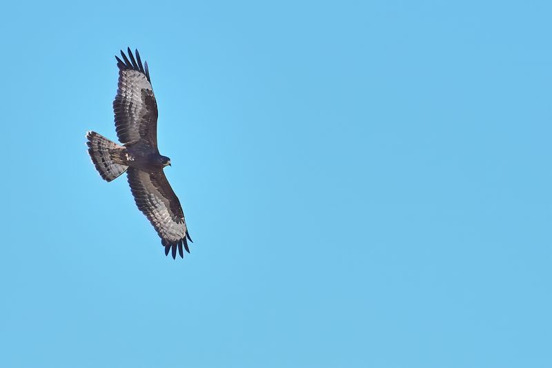 European honey buzzard (Pernis apivorus)