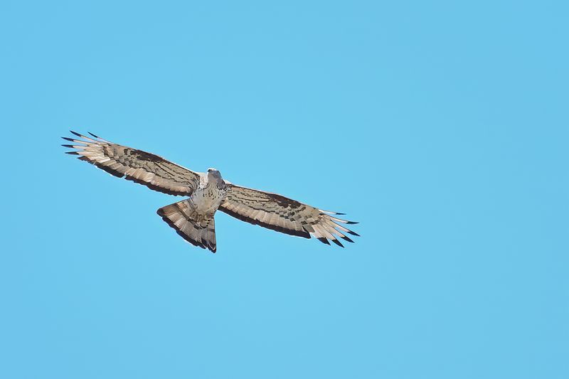 European honey buzzard (Pernis apivorus)