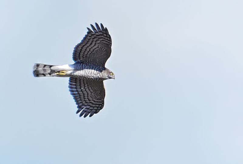 Eurasian Sparrowhawk (Accipiter nisus)