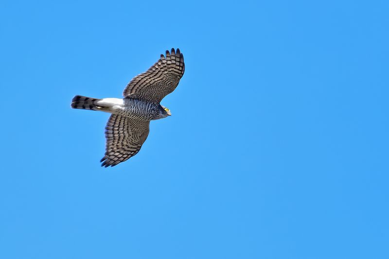 Eurasian Sparrowhawk (Accipiter nisus)