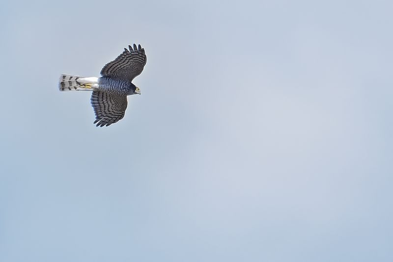 Eurasian Sparrowhawk (Accipiter nisus)