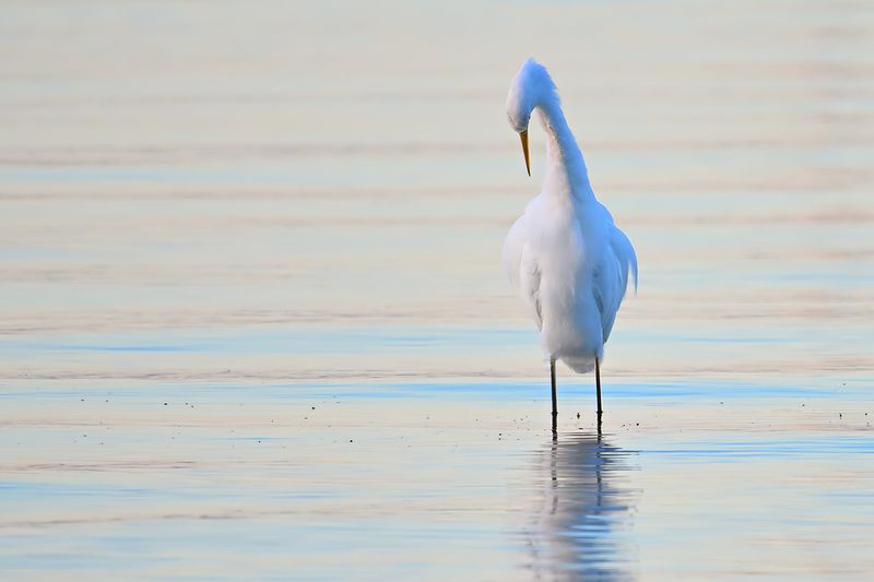 Great Egret (Ardea alba)