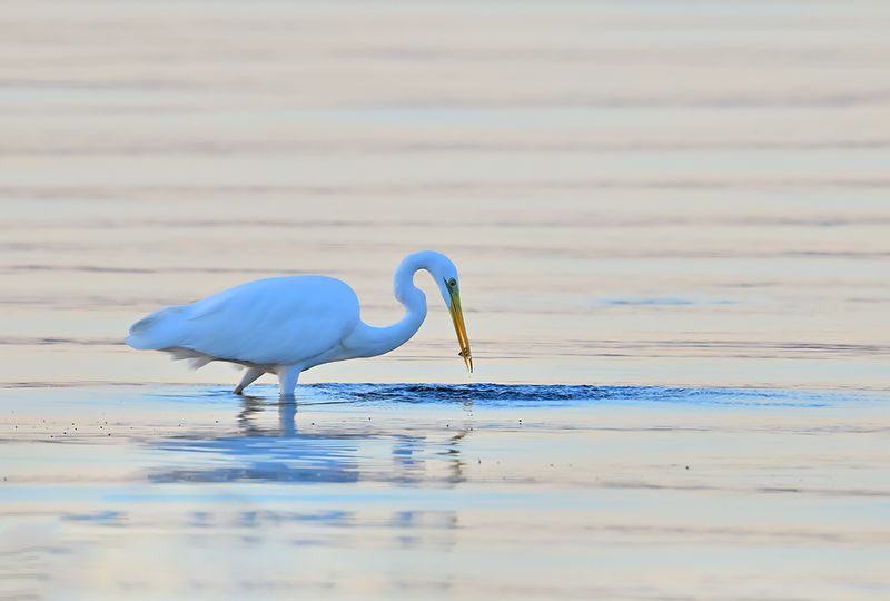 Great Egret (Ardea alba)