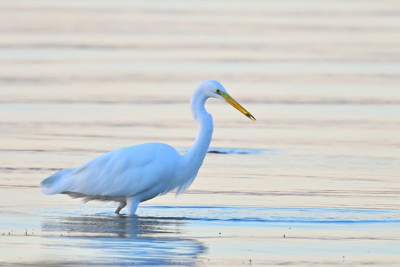 Great Egret (Ardea alba)