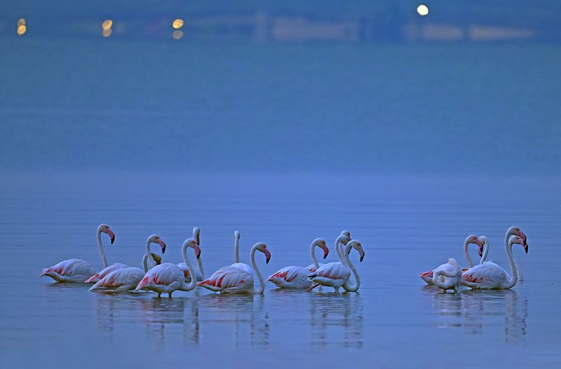 Flamingo (Phoenicopterus roseus)
