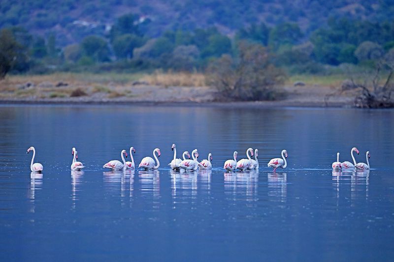 Flamingo (Phoenicopterus roseus)