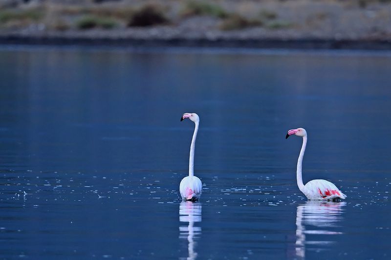 Flamingo (Phoenicopterus roseus)